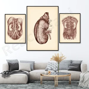 Affiche anatomie rénale sur toile canvas médicale décor cabinet