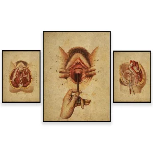 Poster anatomie féminine sur toile imprimée médicale détaillée