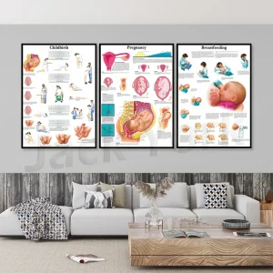 Poster Anatomie Grossesse Toile Canvas Éducatif Maternité Décoration Murale