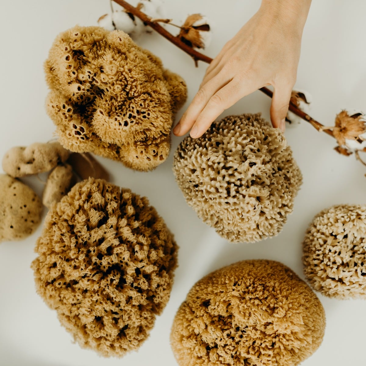 Eponge de bain naturelle – Image 7