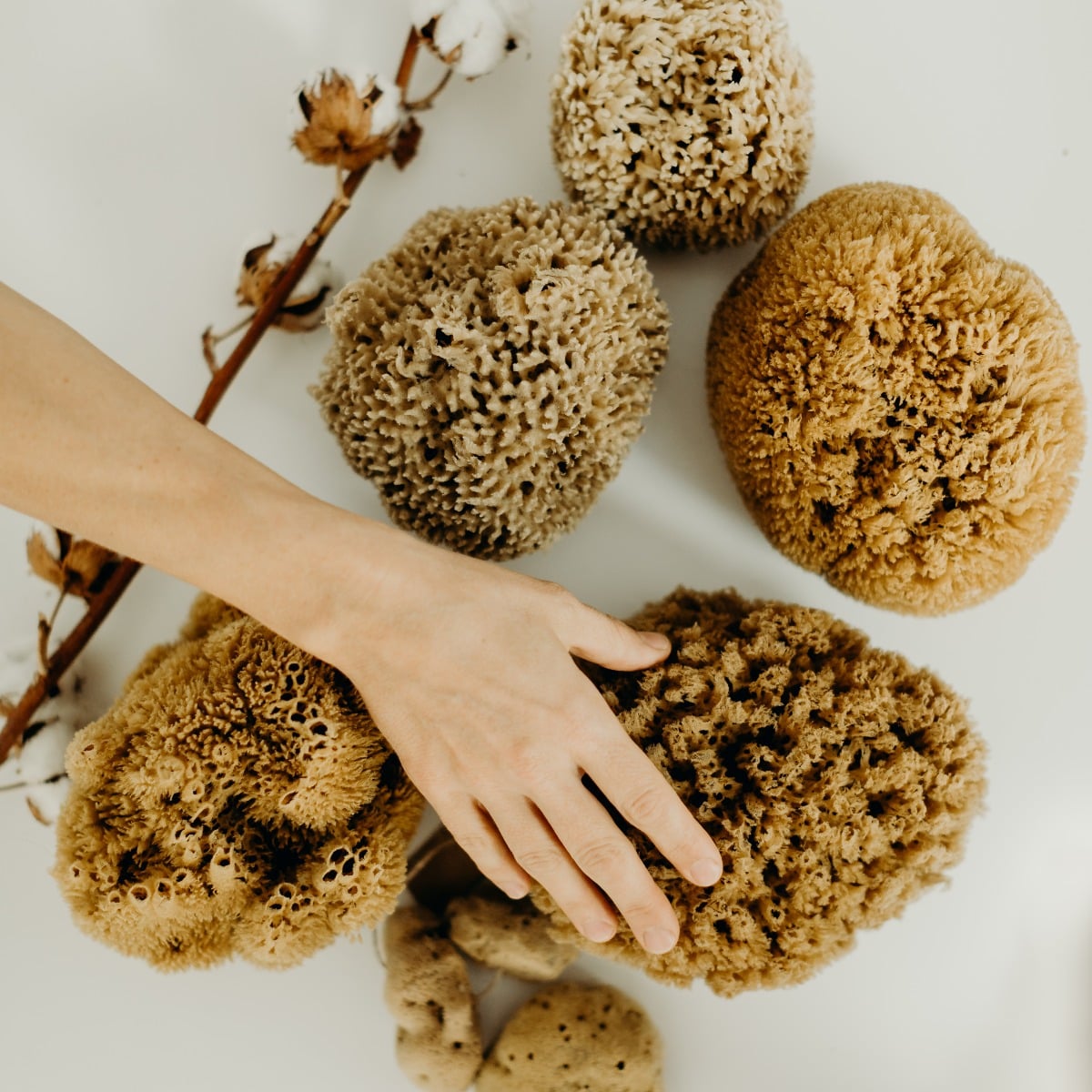Eponge de bain naturelle – Image 2